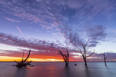 Australia, South Australia, Silhouettes of dead trees standing in Lake Bonney Riverland at sunset - FOF12811