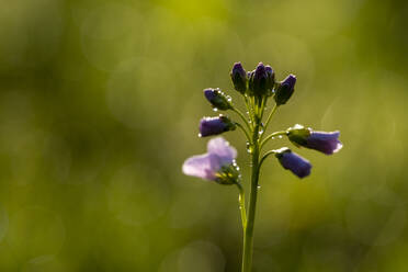 Feuchte Cardamine pratensis-Blüte an einem sonnigen Tag - LBF03616
