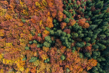 Blick auf einen bunten Wald im Herbst, Salzkammergut, Oberösterreich, Österreich - WWF06029