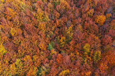 Blick auf einen bunten Laubwald im Herbst, Salzkammergut, Oberösterreich, Österreich - WWF06030