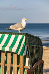 Möwe, die auf einem Strandkorb mit Kapuze steht - WDF06775