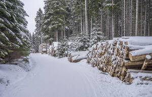 Schneebedeckte Baumstämme im Nationalpark Harz, Wernigerode, Sachsen-Anhalt, Deutschland - PVCF01339