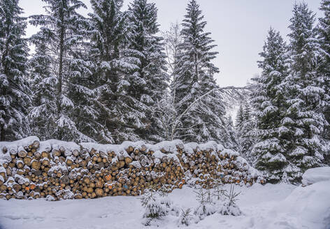 Schneebedeckte Baumstämme vor Kiefern im Nationalpark Harz, Wernigerode, Sachsen-Anhalt, Deutschland - PVCF01340