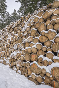 Baumstämme mit Schnee im Nationalpark Harz im Winter - PVCF01343