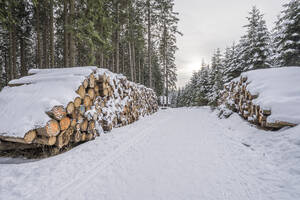 Schneebedeckte Baumstämme im Nationalpark Harz im Winter, Wernigerode, Sachsen-Anhalt, Deutschland - PVCF01344