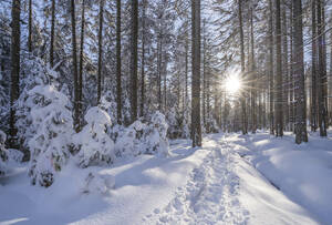 Sonnenstrahl durch Baumstämme im schneebedeckten Nationalpark Harz im Winter, Wernigerode, Sachsen-Anhalt, Deutschland - PVCF01345