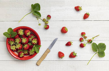 Studio shot of bowl of ripe freshly picked strawberries - GWF07297