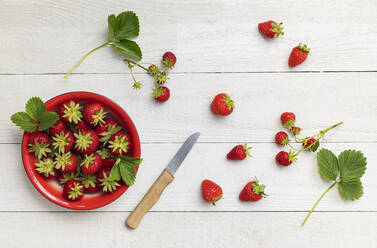 Studioaufnahme einer Schüssel mit reifen, frisch gepflückten Erdbeeren - GWF07297