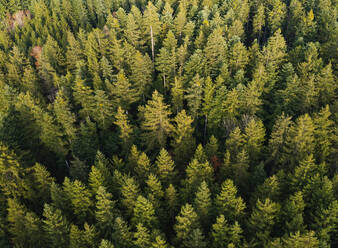 Drohnenansicht von grünen Nadelwaldbäumen - WWF06050