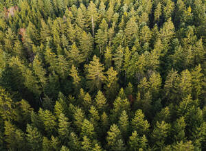 Drone view of green coniferous forest trees - WWF06050