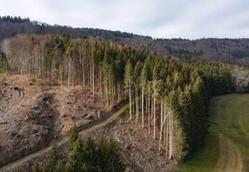 Drohnenansicht eines gerodeten Waldrandes im Salzkammergut - WWF06062