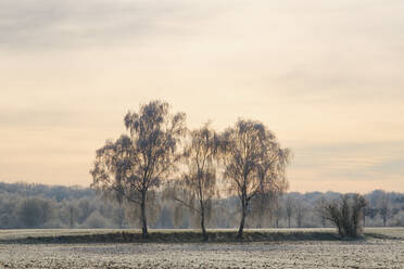 Hoarfrosted birch trees growing in field at dawn - WIF04486