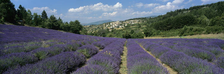 Lila Lavendelfeld unterhalb des Dorfes Aurel, Aurel, Departement Vaucluse, Provence Alpes Cote d'Azur, Frankreich, Europa - RHPLF21172