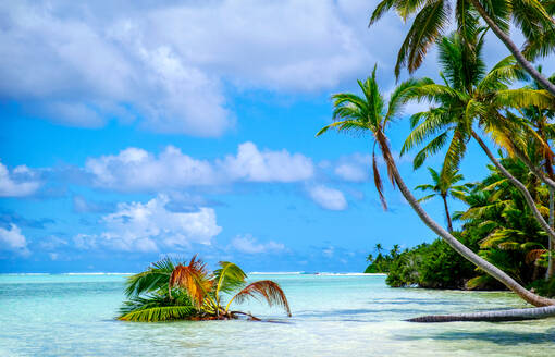 Palm trees edging, Scout Park Beach, Cocos (Keeling) Islands, Indian Ocean, Asia - RHPLF21187