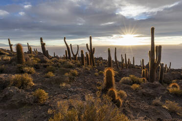 Ein Wald von Riesenkardonkakteen (Echinopsis atacamensis) bei Sonnenuntergang auf der Isla Incahuasi, auf dem Salar de Uyuni, Bolivien, Südamerika - RHPLF21201