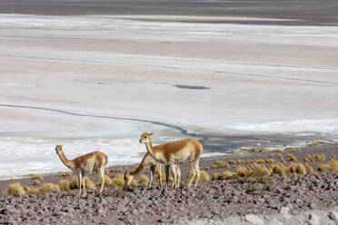 Eine Herde von Vikunjas (Lama vicugna) im Altiplano des Andenhochgebirges, Bolivien, Südamerika - RHPLF21243