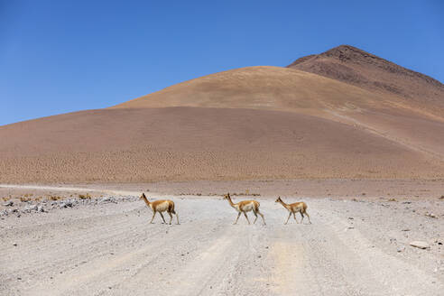 Eine Herde von Vikunjas (Lama vicugna) im Altiplano des Andenhochgebirges, Bolivien, Südamerika - RHPLF21245