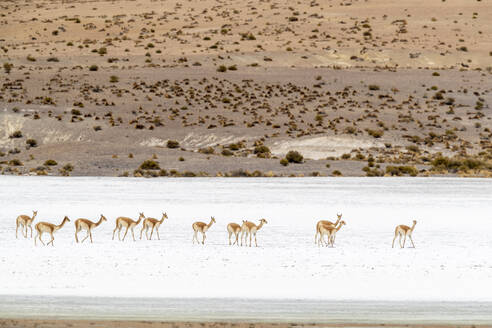 Eine Herde von Vikunjas (Lama vicugna) im Altiplano des Andenhochgebirges, Bolivien, Südamerika - RHPLF21247