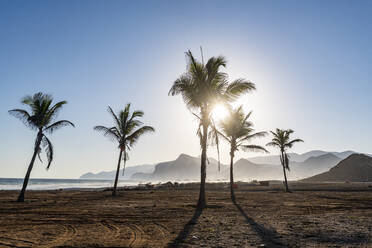 Palmen im Gegenlicht am Strand von Mughsail, Salalah, Oman, Naher Osten - RHPLF21553