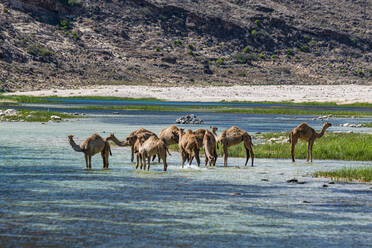 Kamele trinken in einem Fluss im Wadi Ashawq, Salalah, Oman, Naher Osten - RHPLF21559