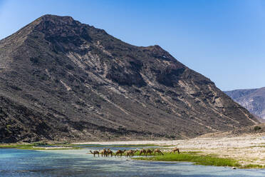 Kamele trinken in einem Fluss im Wadi Ashawq, Salalah, Oman, Naher Osten - RHPLF21560