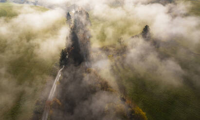 Drone view of grove of autumn trees shrouded in morning fog - WWF06077