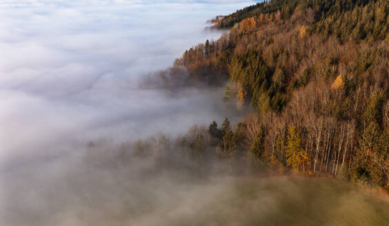 Drohnenansicht des in dichten Morgennebel gehüllten Herbstwaldrandes - WWF06085