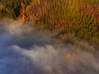 Drohnenansicht des in dichten Morgennebel gehüllten Herbstwaldrandes - WWF06087