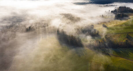 Drohnenansicht eines in dichten Morgennebel gehüllten Herbstwaldes - WWF06091