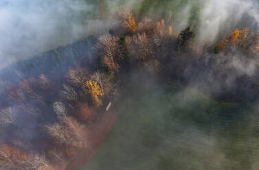 Drohnenansicht eines in Morgennebel gehüllten Herbsthains - WWF06092