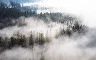 Drone view of coniferous forest shrouded in morning fog - WWF06095