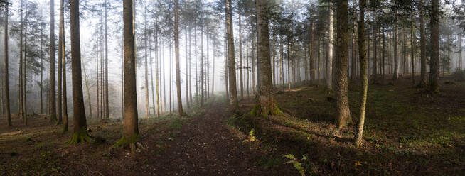Coniferous forest at foggy morning - WWF06097