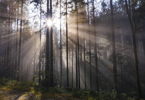 Aufgehende Sonne, die durch die Zweige der Waldbäume scheint - WWF06098