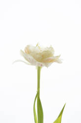 Tulip against white background - SEAF00476