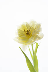 Close-up of fresh tulip against white background - SEAF00477