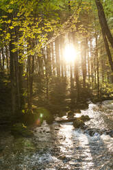 Die untergehende Sonne beleuchtet den Waldbach im Sommer - EGBF00715