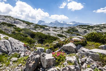 Blühende Wildblumen auf dem felsigen Gipfel des Krippensteins im Sommer - EGBF00726