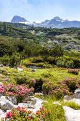 Blühende Bergflora im Sommer im Salzkammergut - EGBF00729