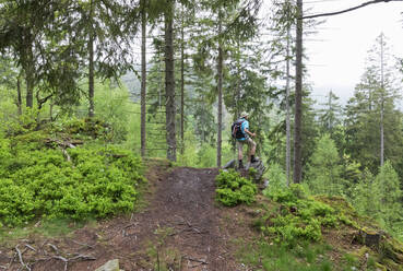 Hiker wearing backpack standing on rock in forest - GWF07310