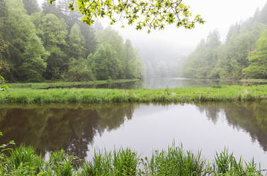 Spiegelung von Bäumen auf einem See im Wald - GWF07311