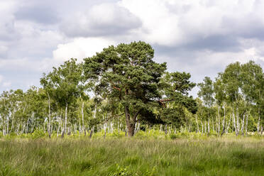 Deutschland, Hamburg, Grüne Landschaft des Naturschutzgebietes Duvenstedter Bach - EGBF00732