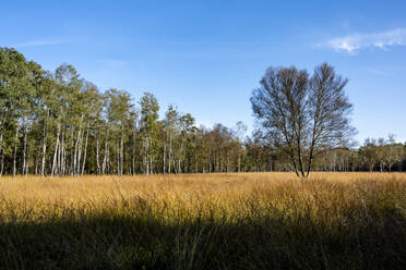 Deutschland, Hamburg, Graslandschaft des Naturschutzgebietes Duvenstedter Bach - EGBF00733