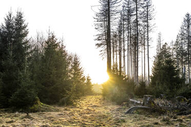 Sonnenuntergang im Nationalpark Hunsruck-Hochwald - EGBF00735