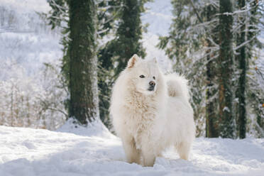 Samojedenhund im Schnee stehend im Winter - OMIF00585