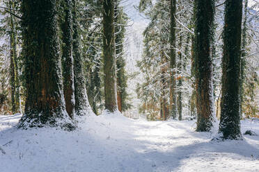 Schnee auf dem Fußweg inmitten von Bäumen im Winter - OMIF00587