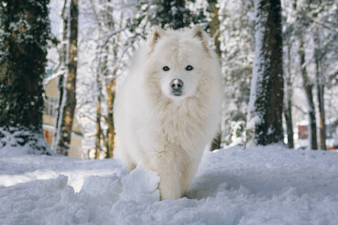 Samojedenhund auf Schnee im Wald spazierend - OMIF00590