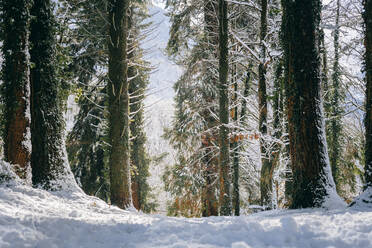 Kiefernwald im Winter - OMIF00594