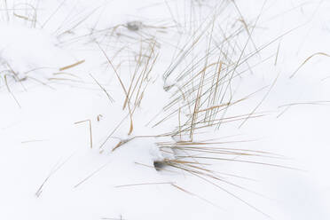 Dried grass covered in snow - SEAF00499