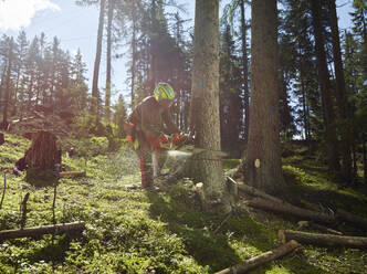 Junger Holzfäller beim Fällen eines Baumes mit einer elektrischen Säge im Wald - CVF01902