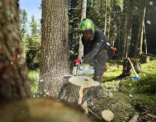 Förster fällt Baum im Wald - CVF01903